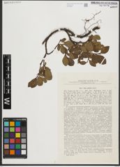 Foto von Salix pulchra Cham.